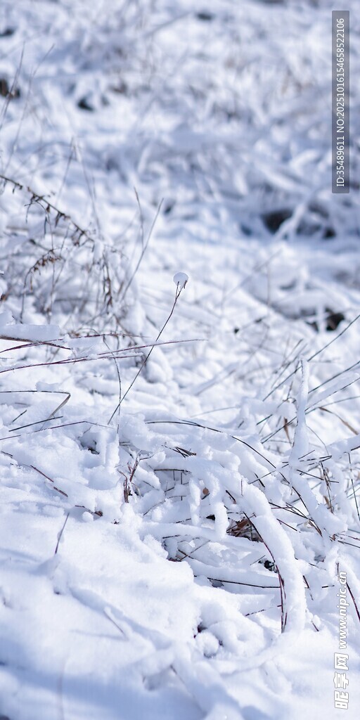 冬日雪覆枝景