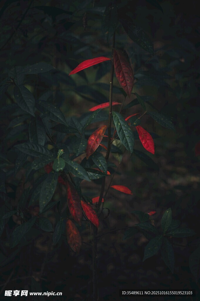 黑暗中的红色叶片