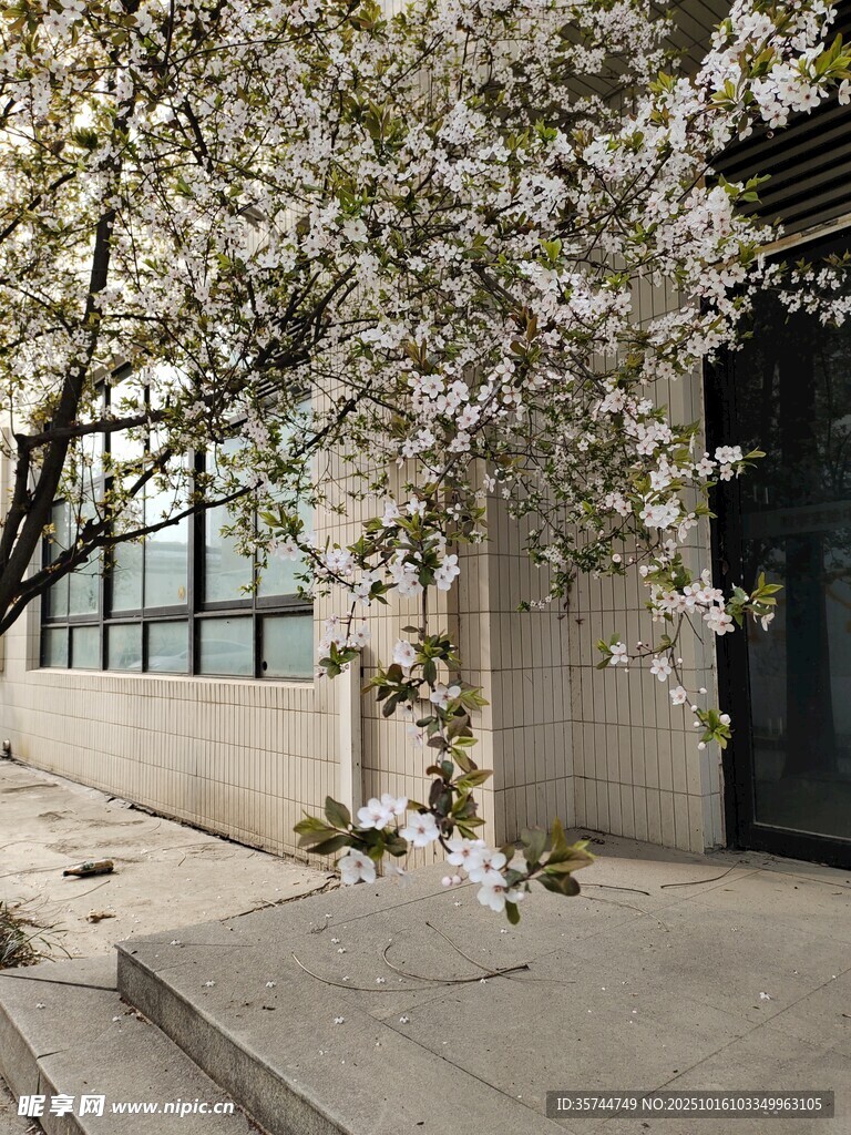 庭院繁花盛开的静谧角落
