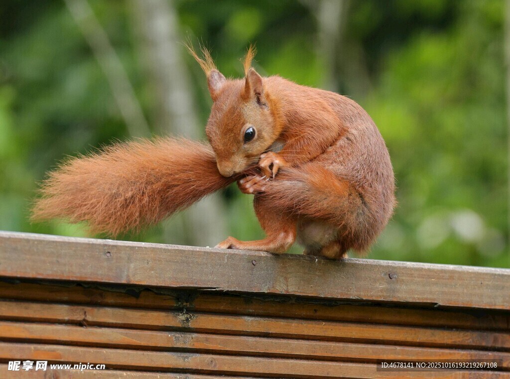 木栏上的红松鼠