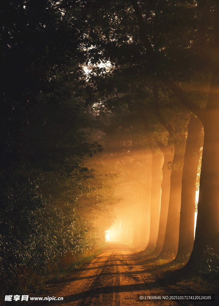 林间雾中透出的神秘光线