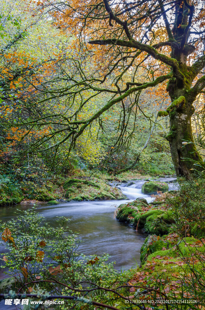 秋日溪边繁茂树林美景