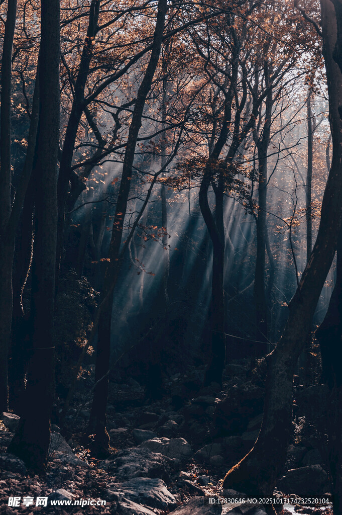 神秘森林中的光束景象