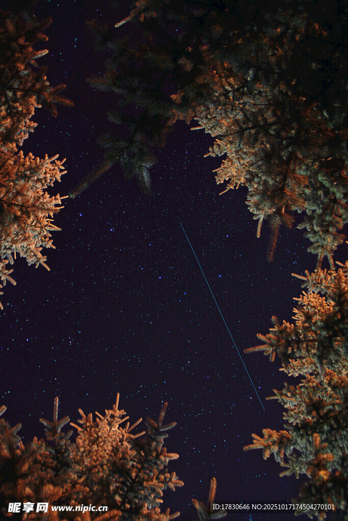 夜空下的树木与闪烁繁星