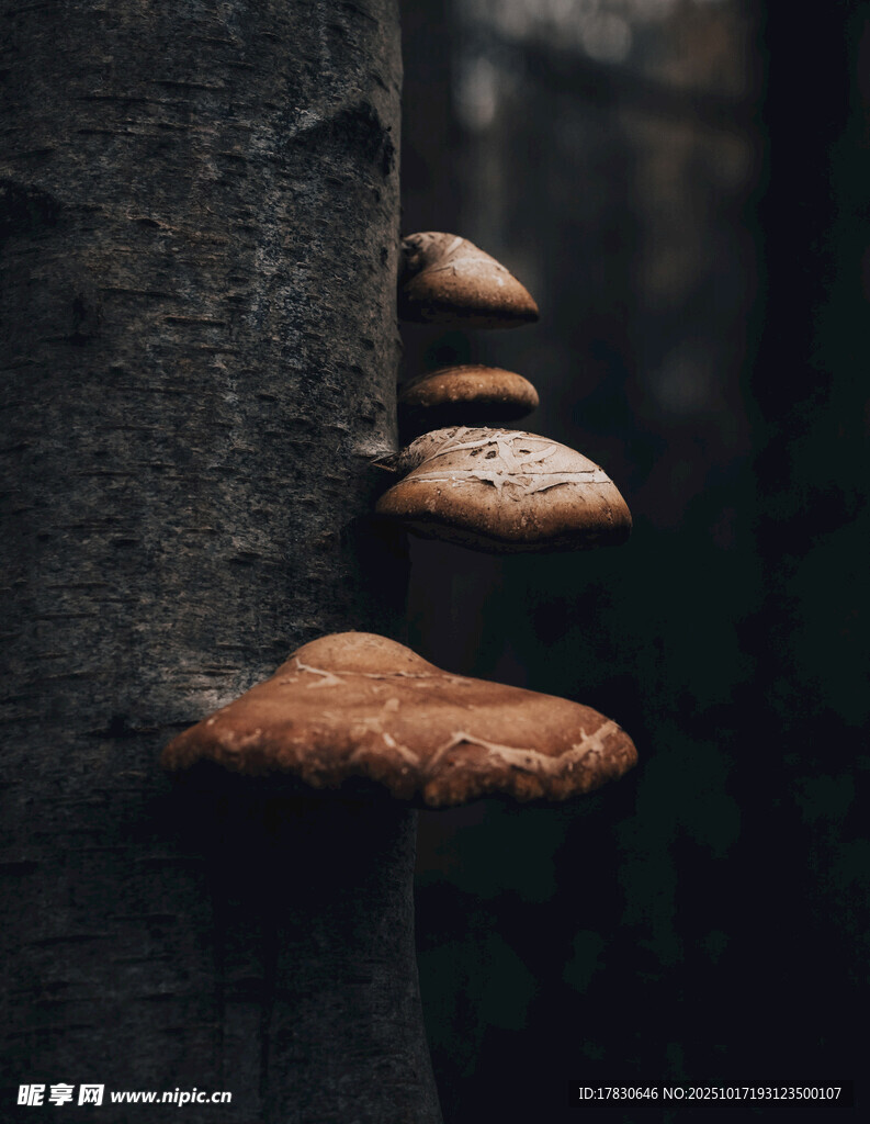 树干上生长的褐色蘑菇