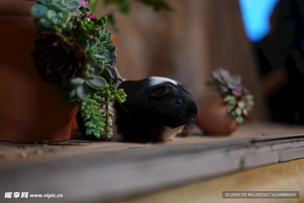 仓鼠躲在盆栽旁休憩
