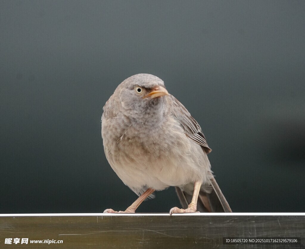 站在栏杆上的灰色小鸟