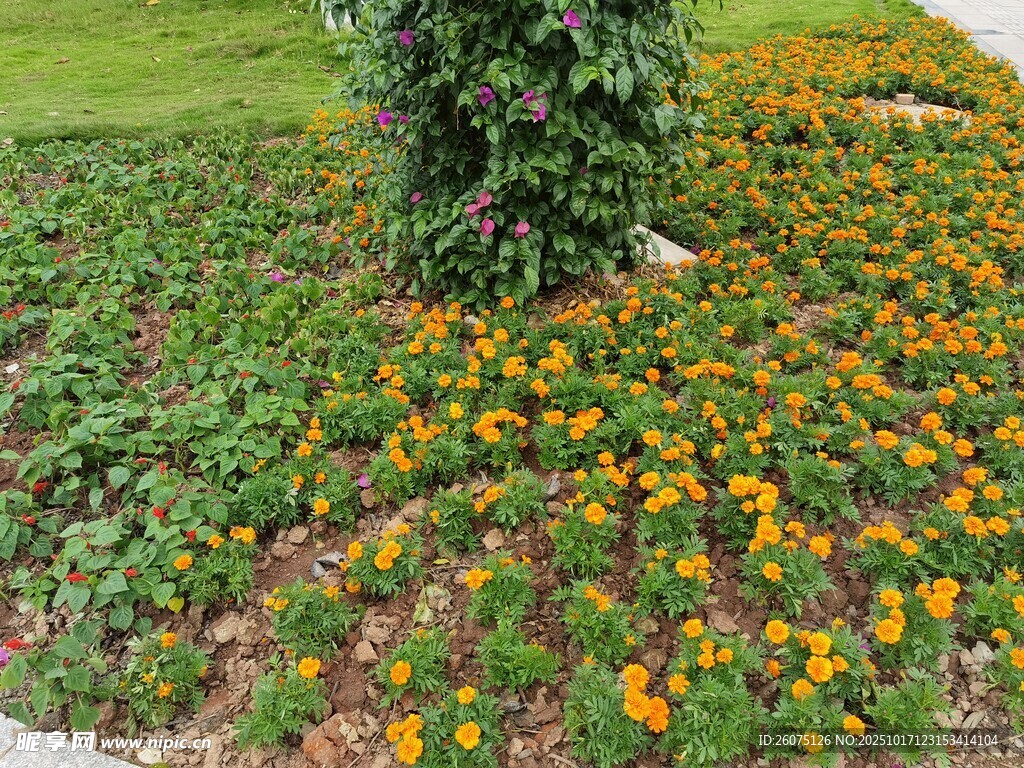 花坛中多彩花卉绽放