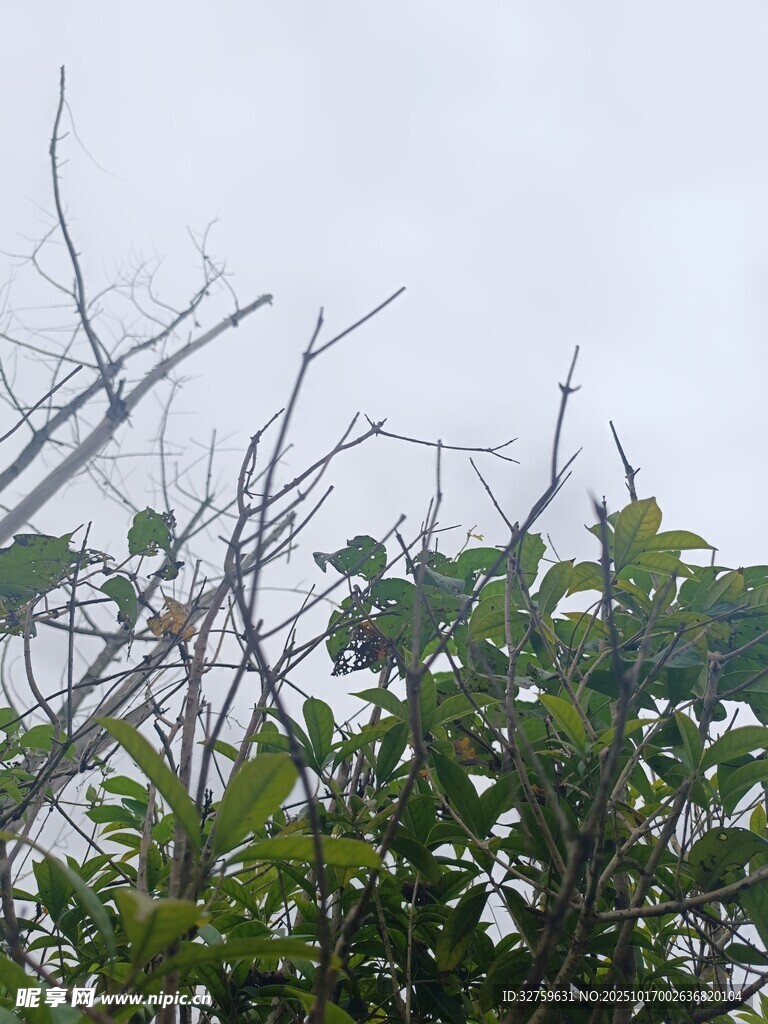 枝头绿叶与光秃枝干对比