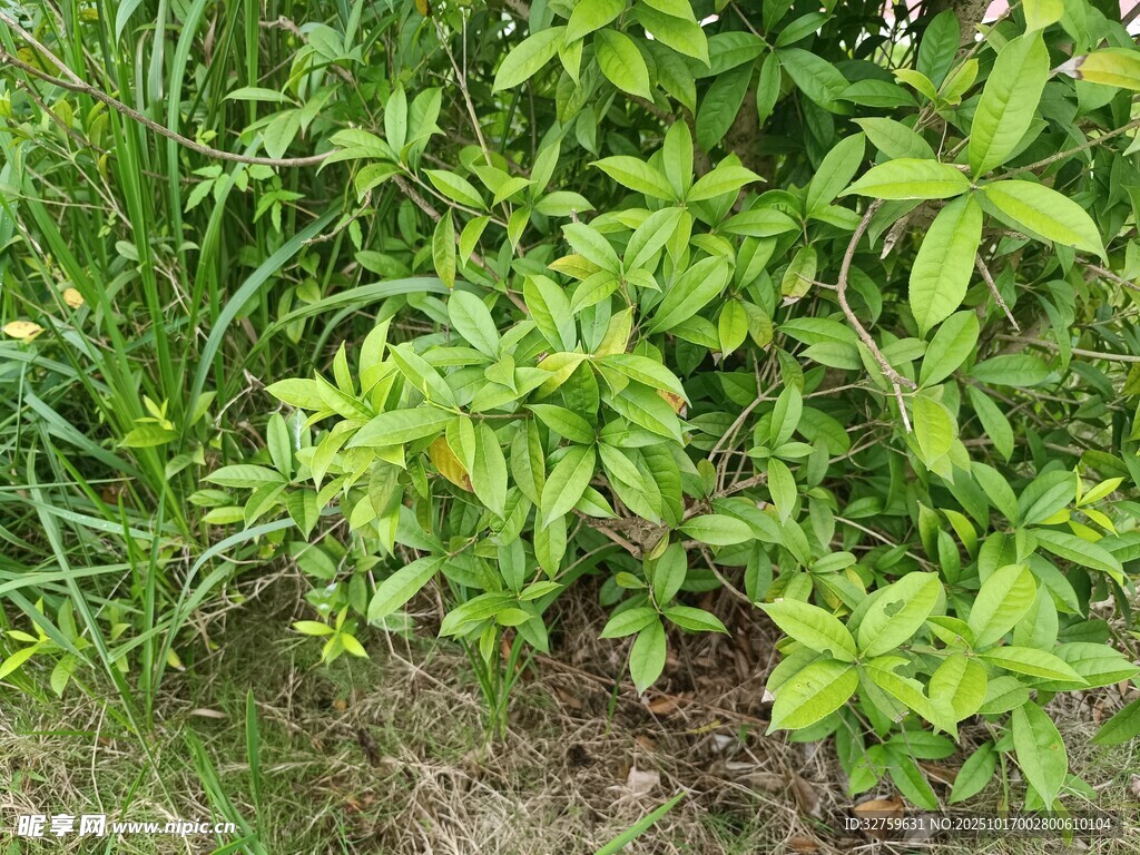 绿叶繁茂的地面植物