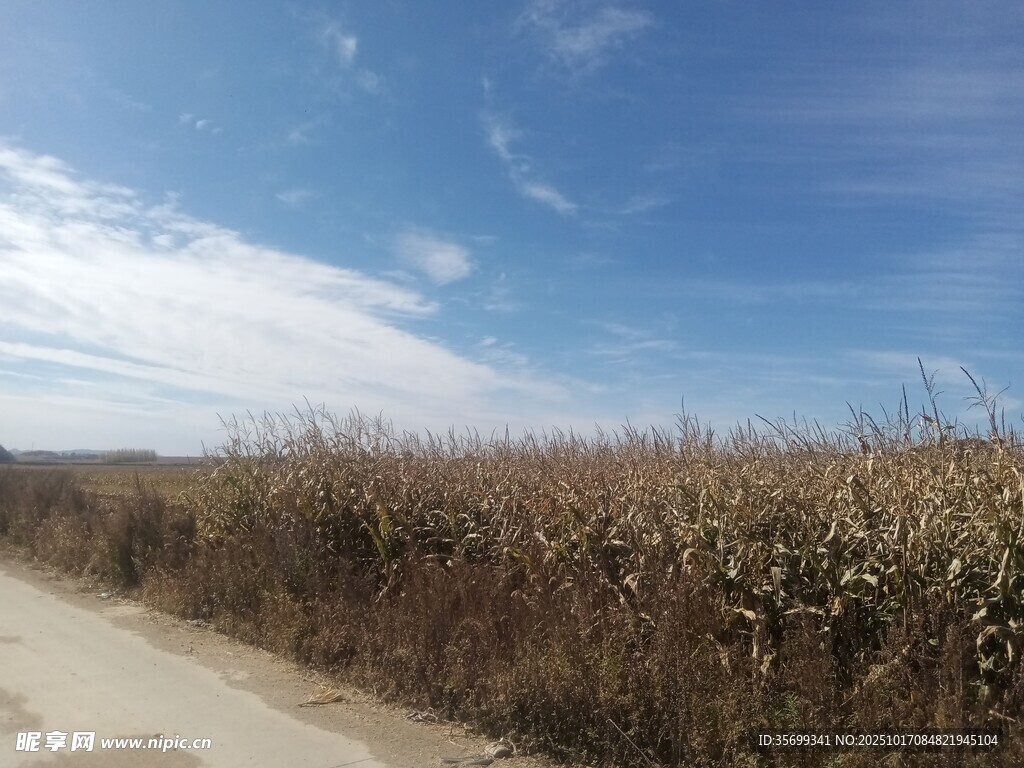 乡间小路旁的金黄田野