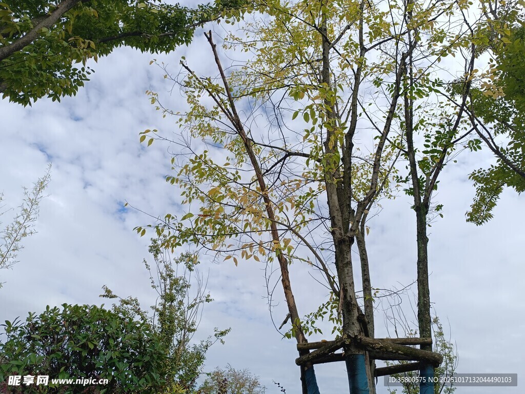 户外树木旁的蓝色装置