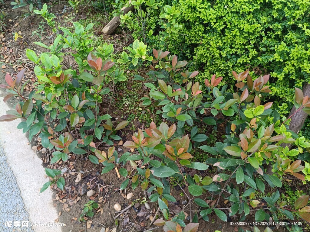 路边多彩灌木丛景观