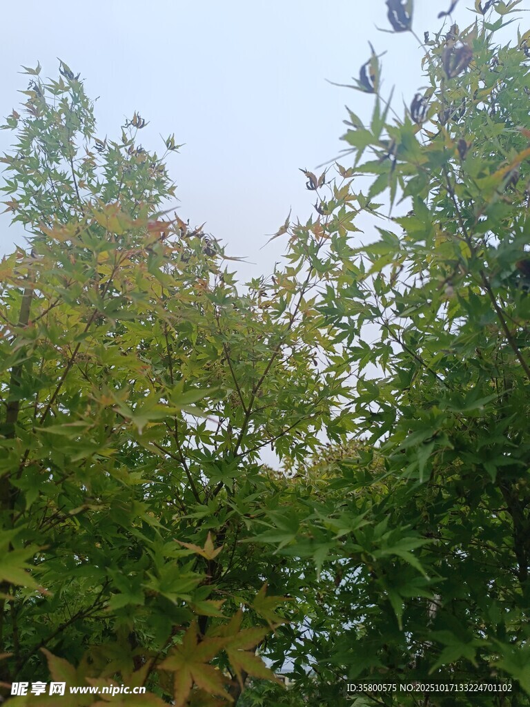 秋日繁茂绿树景观