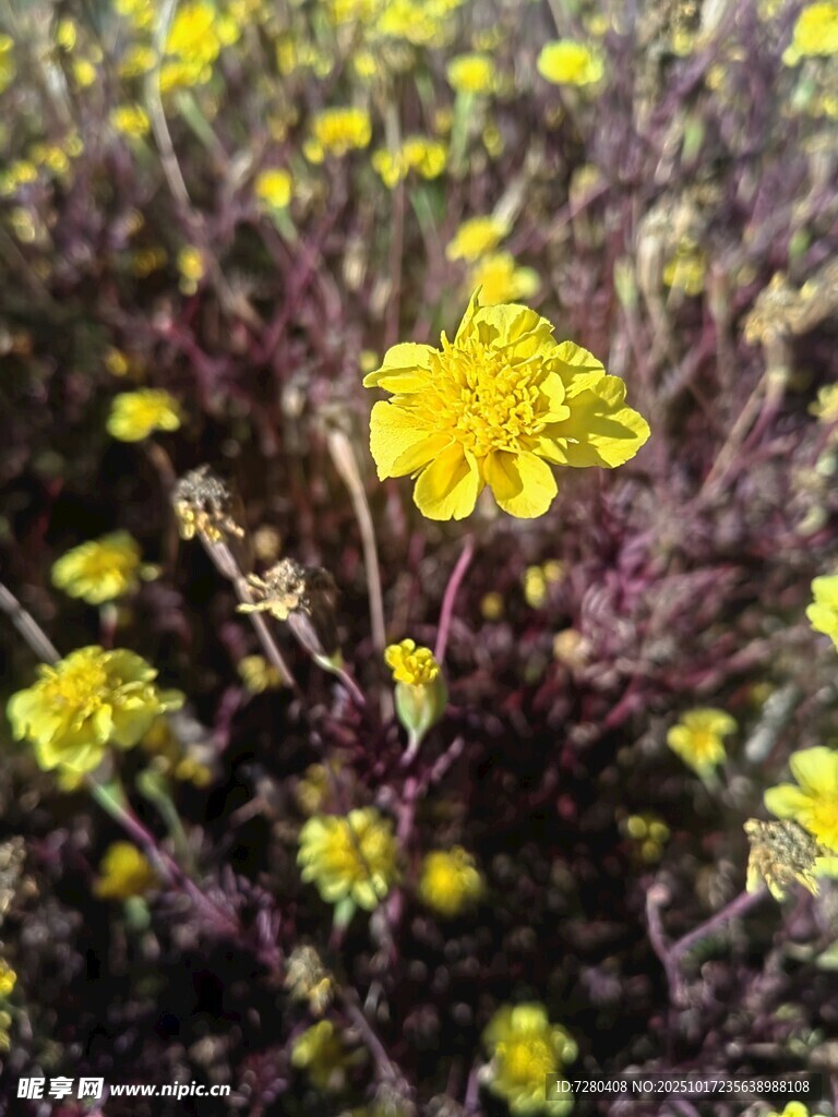 田野中的黄色小花绽放