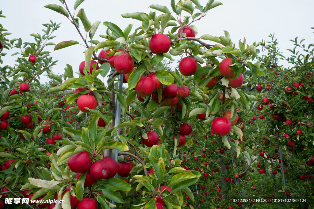 硕果累累的苹果园