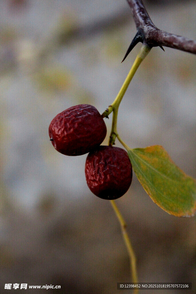 枝头双红枣