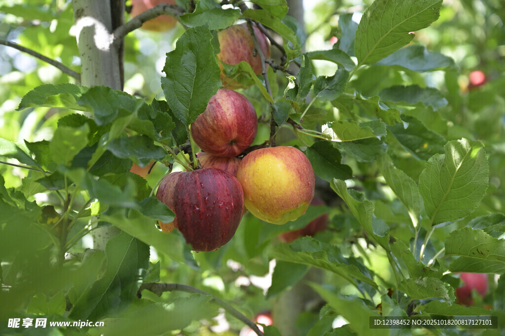 枝头硕果累累的成熟苹果
