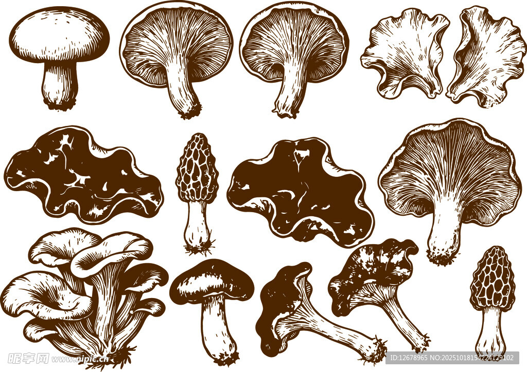 手绘多样蘑菇图案集合