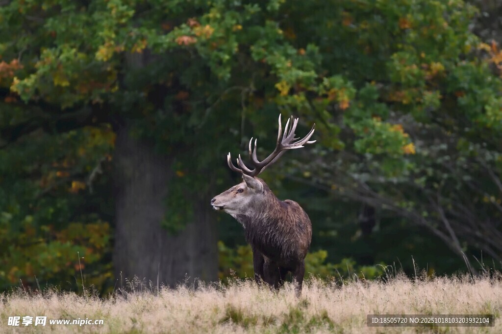 野外雄鹿昂首站立