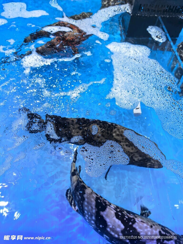 水族馆中的多彩鱼类畅游