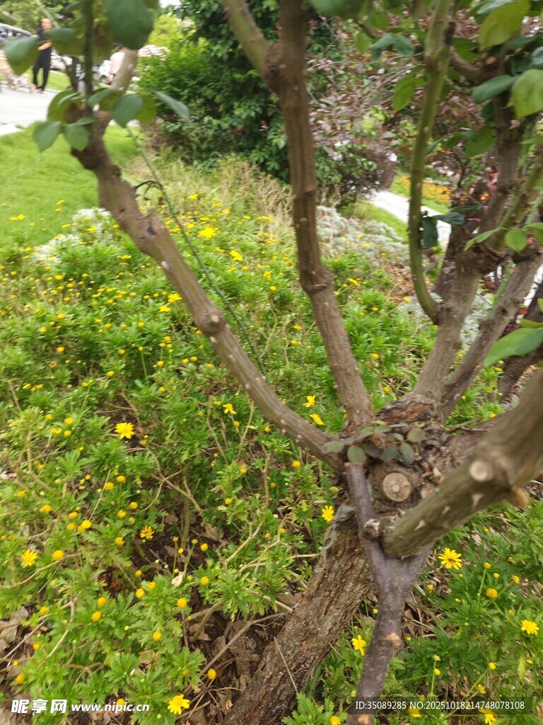 树下花草与光秃枝干景象