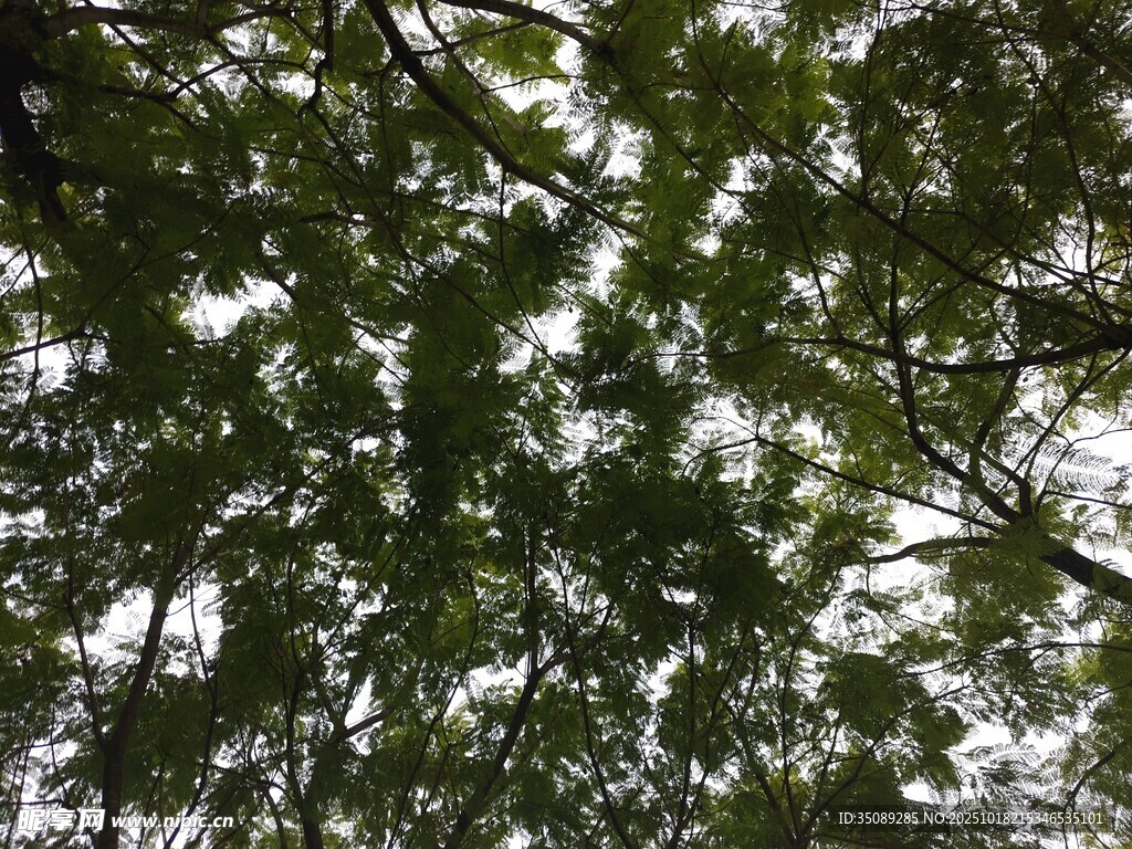 仰视茂密树冠