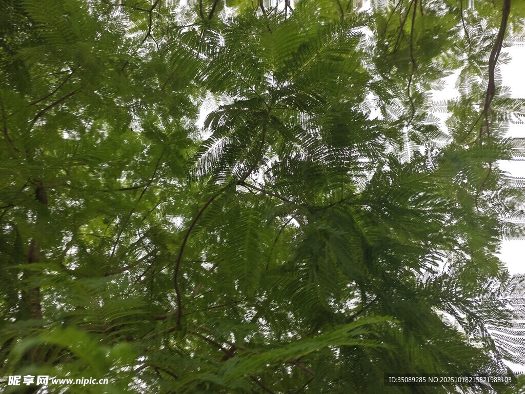 茂密绿叶的自然景致