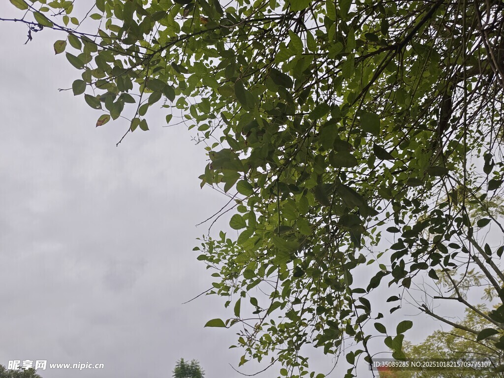 枝叶繁茂的树梢景观