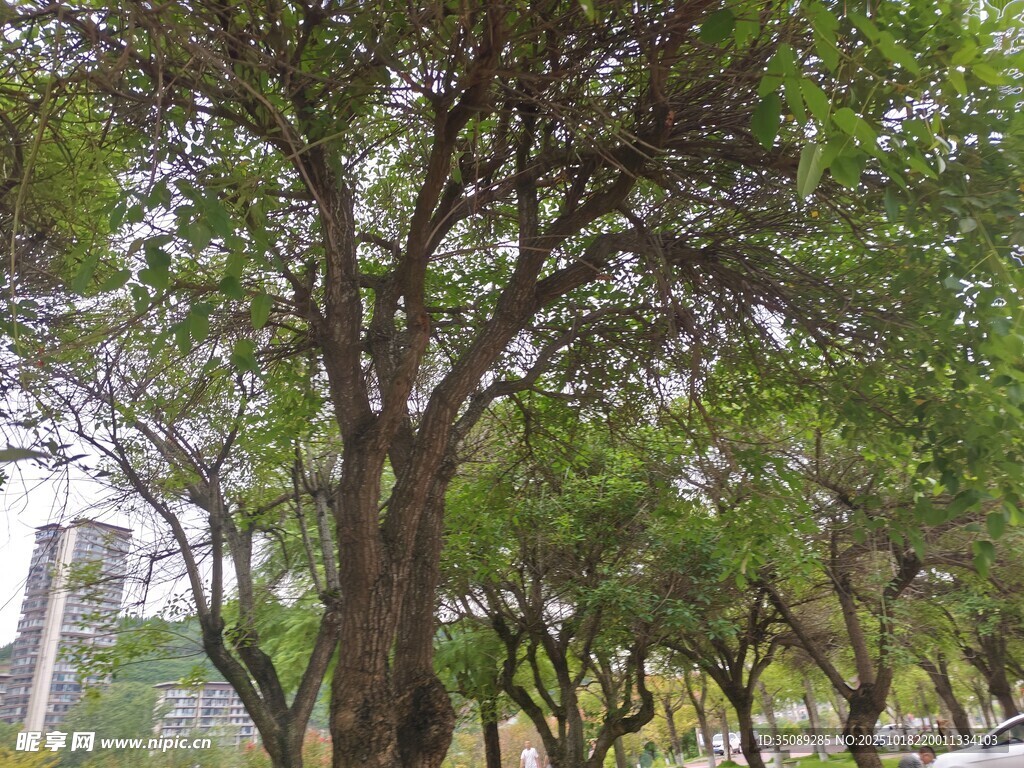 绿树成荫的街道景观