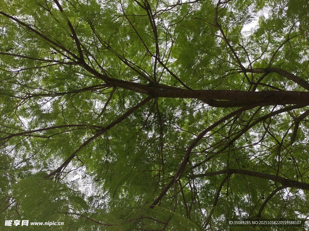 仰视繁茂树枝绿叶