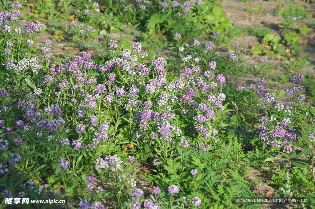 紫色野花绽放于草地间香雪球