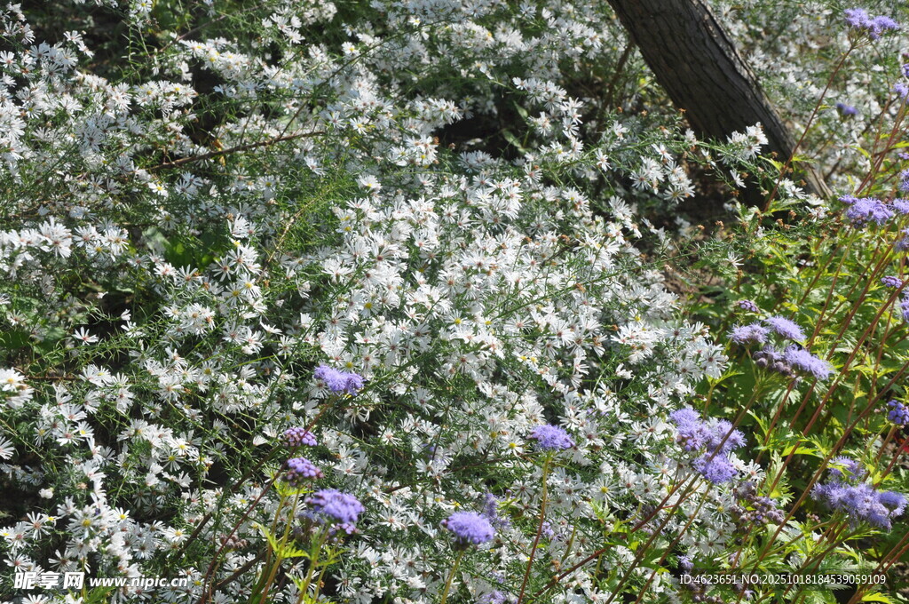 繁茂花丛中的紫白小花