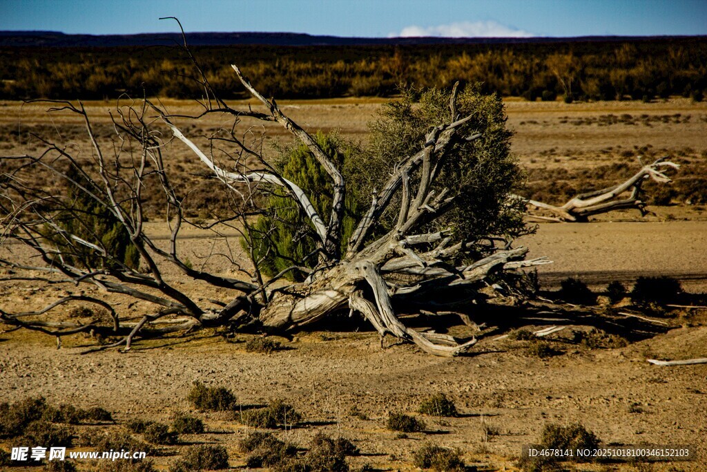 沙漠中的枯树