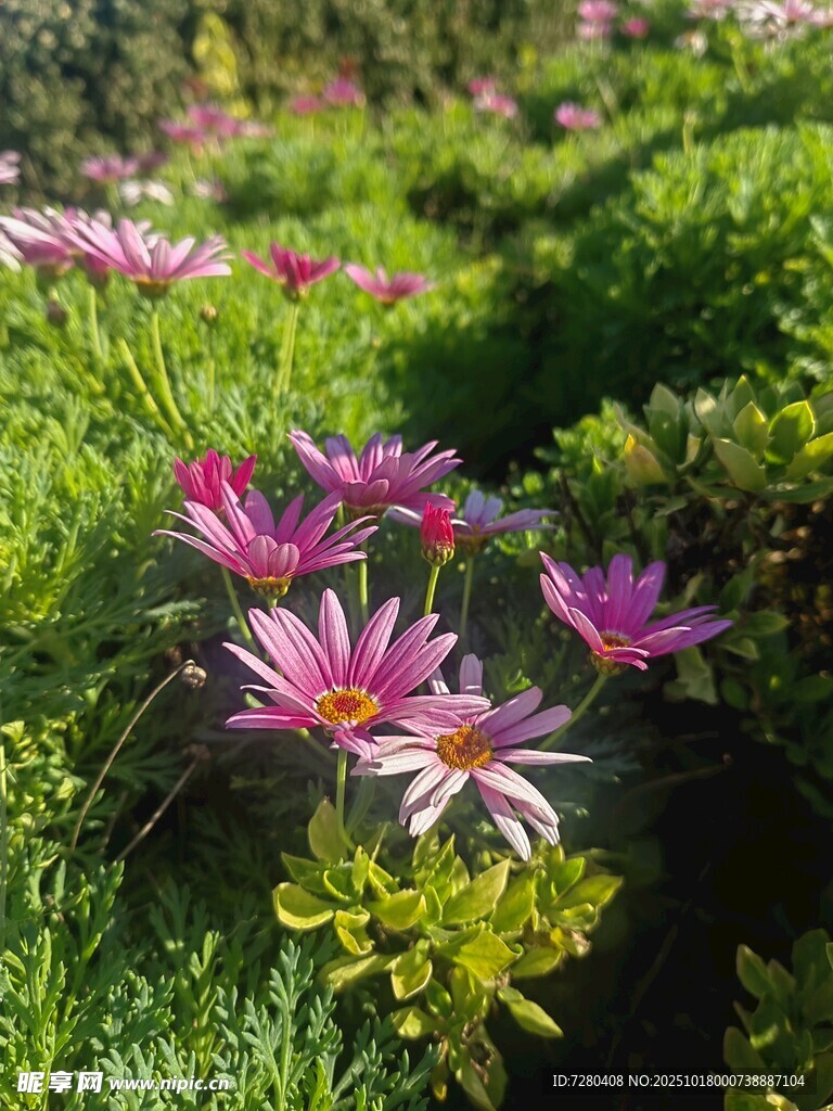花丛景致绽放绚丽花朵
