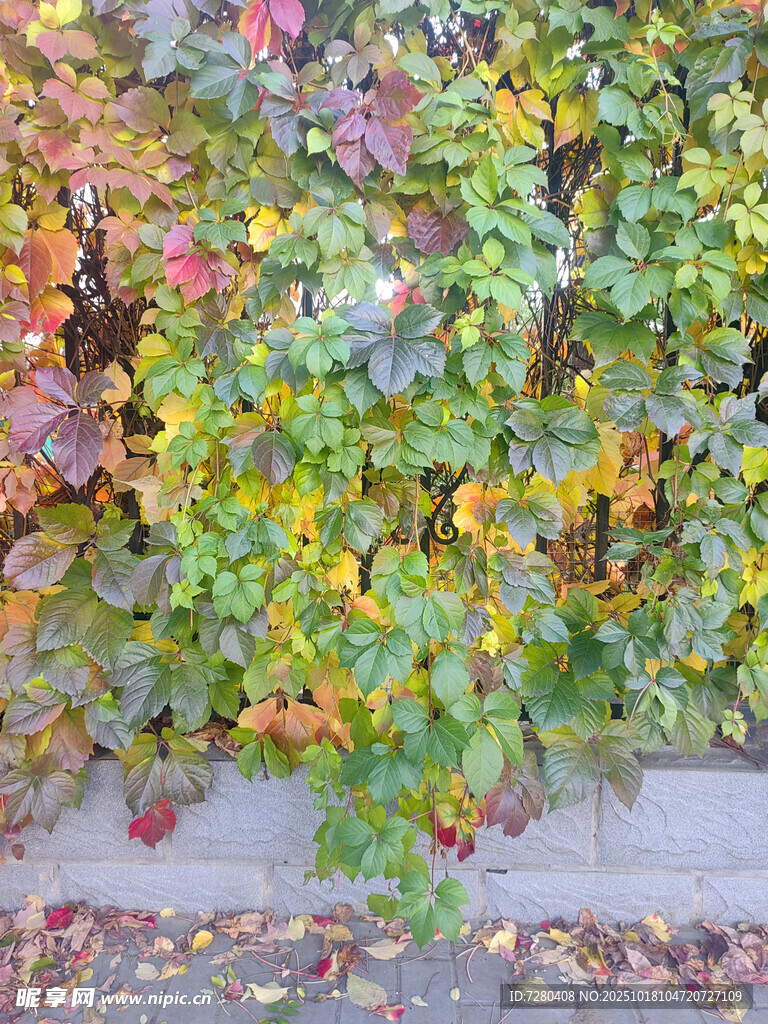 多彩爬墙植物装点墙面