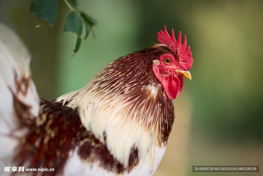 昂首挺立的美丽公鸡
