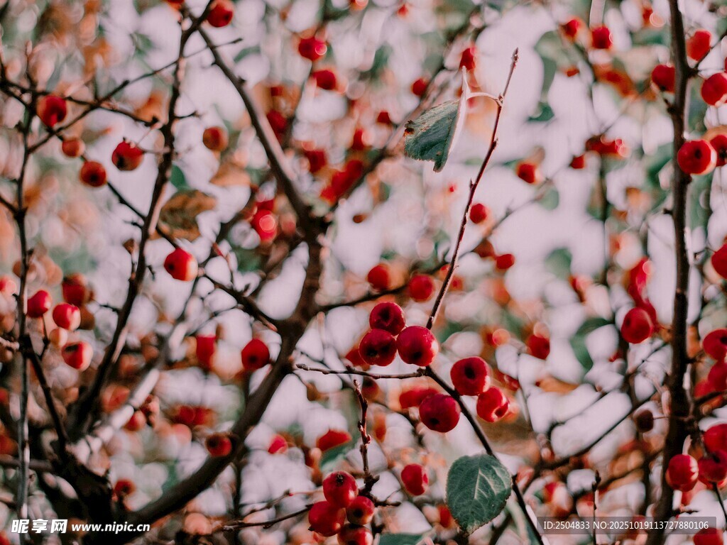 红果满枝的冬日景致
