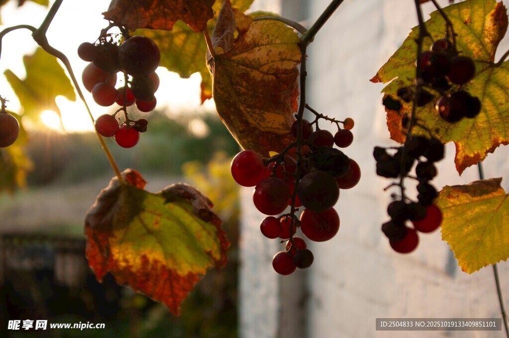 秋日葡萄藤上的累累硕果
