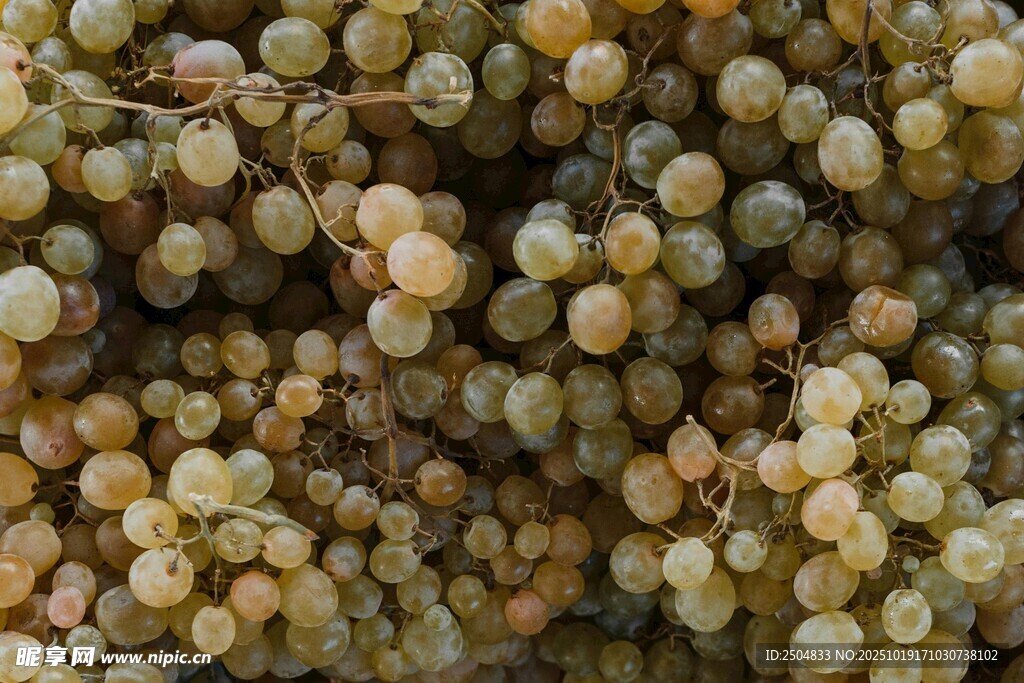 饱满白葡萄特写