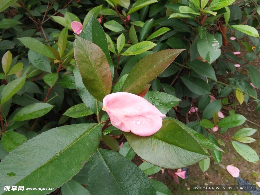 娇艳粉色山茶花绽放