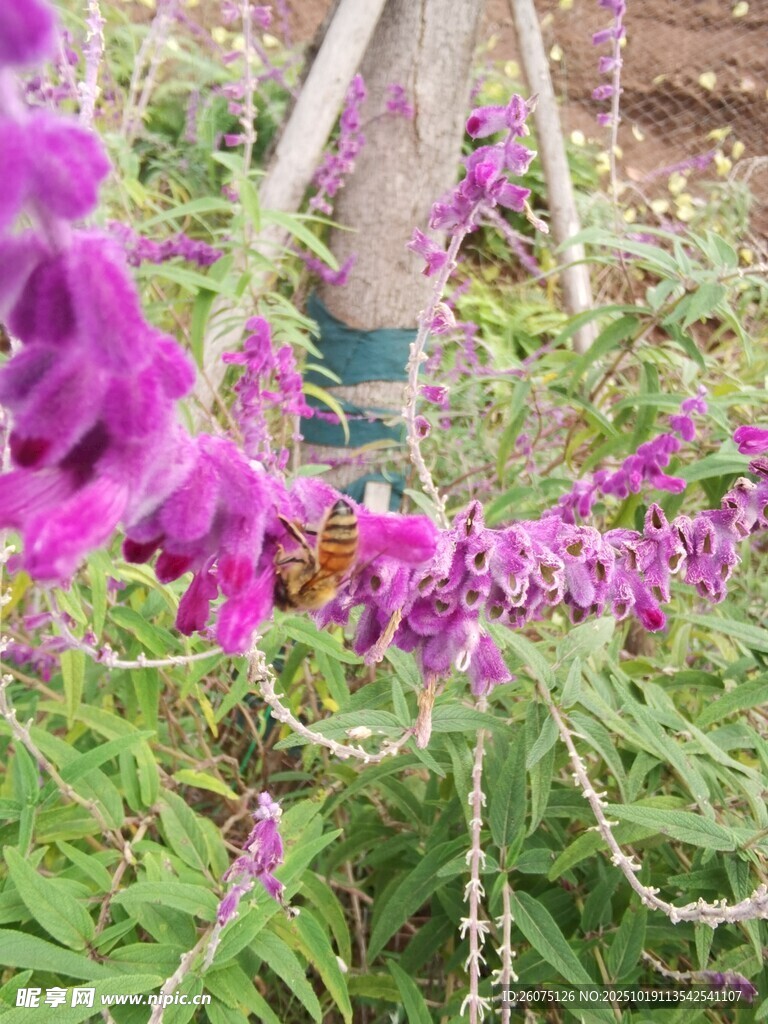 紫藤花下的梦幻景致