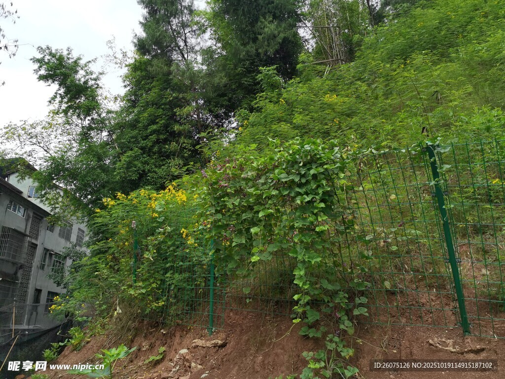 山坡绿植与围栏景观