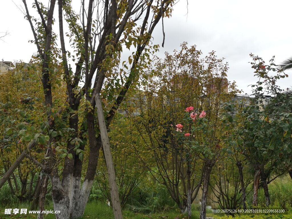 乡村田园绿植花卉景致