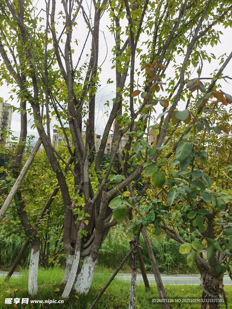 秋日公园树木景致