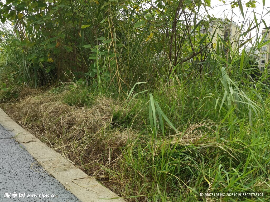 路边茂盛绿植景观