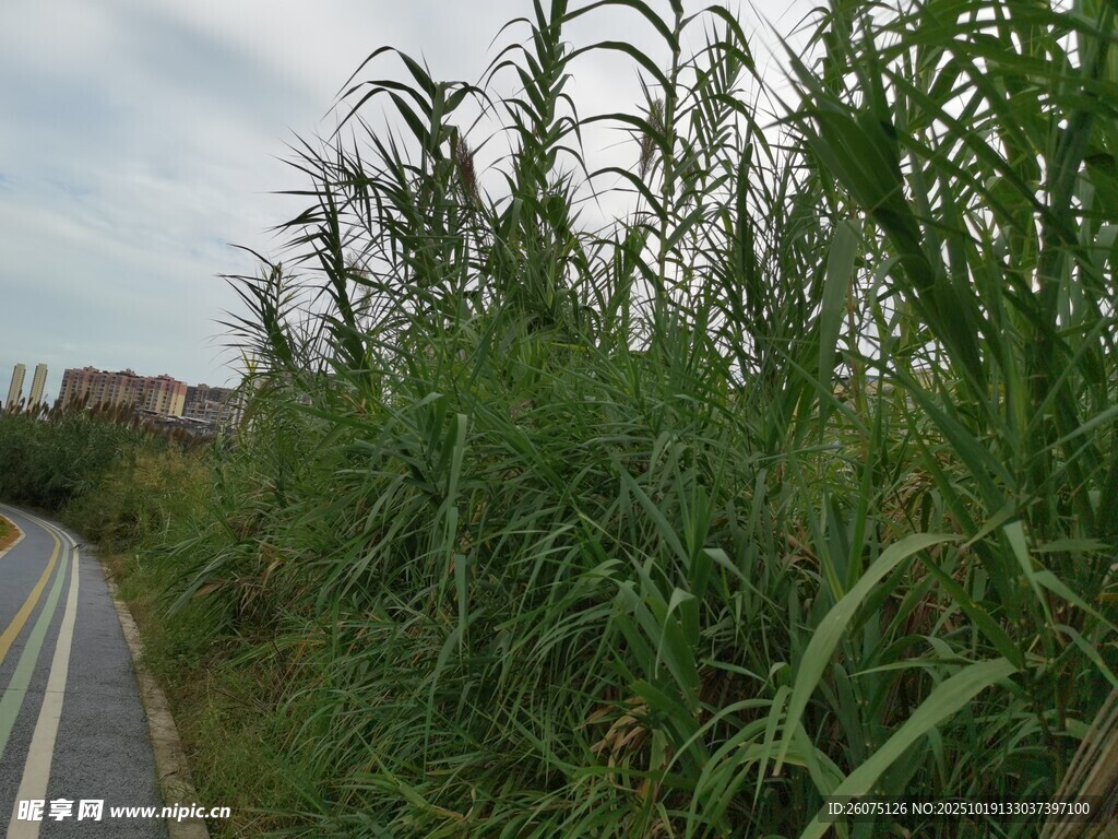 路边茂盛的高大绿色植物