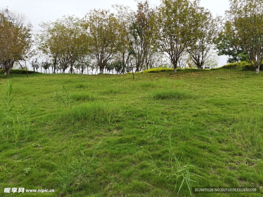 绿意盎然的草地与树木