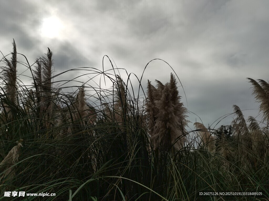 乌云下的芦苇丛