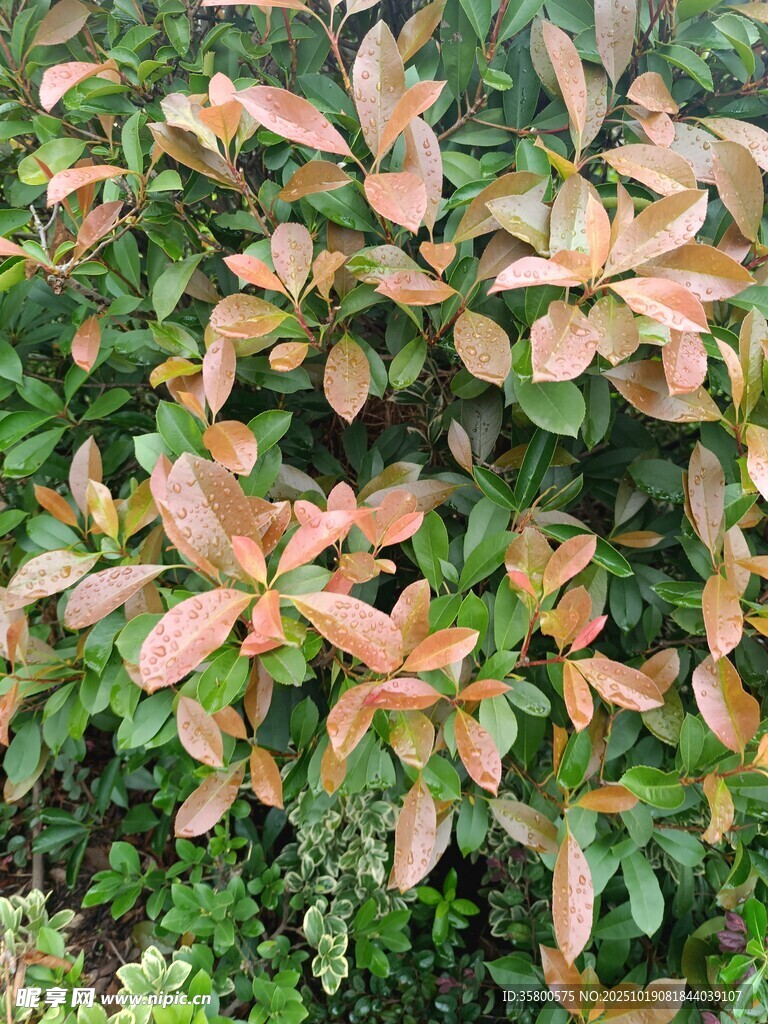 多彩叶片植物景观